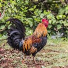 Свободный петух (Gallus gallus domesticus), один из многих цыплят, найденных на Гавайских островах; Кауаи, Гавайи, Соединенные Штаты Америки — стоковое фото