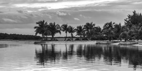 Black and white image of palm trees along a coastline under a cloudy sky, Belize — Stock Photo