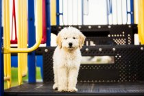 Um poodle bonito de pé em algum equipamento de playground e posando para a câmera; Spruce Grove, Alberta, Canadá — Fotografia de Stock