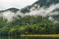 Paysage humide de brouillard au-dessus de la forêt pluviale du Grand Ours ; Hartley Bay, Colombie-Britannique, Canada — Photo de stock