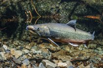 Dolly varden spawning pair under water — Stock Photo