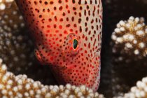 Чернолобый ястреб (Paracirrhites forsteri) в кораллах; остров Гавайи, Гавайи, Соединенные Штаты Америки — стоковое фото