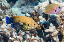 Pott's Angelfish (Centropyge potteri) qui a été photographié sous-marin lors de la plongée sous-marine sur la côte de Kona. Cette espèce de poisson est endémique des îles Hawaii ; île d'Hawaii, Hawaii, États-Unis d'Amérique — Photo de stock