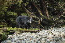 Oso negro (Ursus americanus) pescando en la selva tropical del Gran Oso; Hartley Bay, Columbia Británica, Canadá - foto de stock