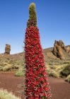 Красный цветок растет среди скалистой местности горы Тейде на Тенерифе, Канарские острова, Испания — стоковое фото