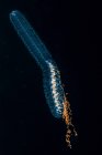 Photographie sous-marine de l'espèce présumée de Siphonophore Agalma okeni prise lors d'une plongée en eau noire (en eaux bleues la nuit) au large de la côte de Kona, sur la grande île d'Hawaï, pendant l'été ; île d'Hawaï, Hawaï, États-Unis d'Amérique — Photo de stock