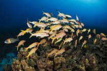 Gelbflossenziegenfisch (mulloidichthys vanicolensis); Insel Hawaii, Hawaii, Vereinigte Staaten von Amerika — Stockfoto
