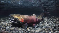 Female Coho Salmon, also known as Silver salmon (Oncorhynchus kisutch) commencing to spawn about to be joined by a jack in an Alaskan stream during autumn; Alaska, United States of America — Stock Photo
