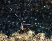 Scarlet Cleaner Shrimp (Lysmata amboiensis) that was photographed underwater while scuba diving the Kona Coast; Island of Hawaii, Hawaii, United States of America — Stock Photo