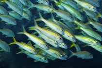 School of Yellowfin Goatfish (Mulloidichthys vanicolensis); Island of Hawaii, Hawaii, United States of America — Stock Photo