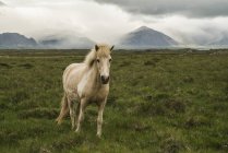 Исландская лошадь на травяном поле; Исландия — стоковое фото