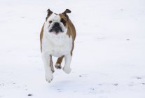 Dog running through the snow towards the camera; Iceland — Stock Photo