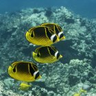 Vier Waschbär-Schmetterlingsfische (chaetodon lunula) schwimmen als Gruppe vor der Küste von Kona vorbei; Insel Hawaii, Hawaii, vereinigte Staaten von Amerika — Stockfoto