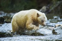 Kermode Bear (Ursus americanus kermodei), noto anche come Spirit Bear, pesca nella foresta pluviale di Great Bear; Hartley Bay, British Columbia, Canada — Foto stock