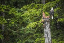 Bald Eagle (Haliaeetus leucocephalus) sentado em uma árvore no Great Bear Rainforest; Hartley Bay, British Columbia, Canadá — Fotografia de Stock