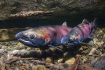 A male Coho Salmon, also known as Silver Salmon (Oncorhynchus kisutch) comes alongside and quivers a female as part of courtship in an Alaskan stream during the autumn; Alaska, United States of America — Stock Photo