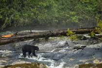Black bear (Ursus americanus) fishing in a stream in the Great Bear Rainforest; Hartley Bay, British Columbia, Canada — Stock Photo