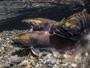 Saumon coho, également connu sous le nom de saumon argenté (Oncorhynchus kisutch) en train de frayer dans un ruisseau de l'Alaska à l'automne ; Alaska, États-Unis d'Amérique — Photo de stock