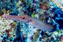 Chinese Trumpetfish (Aulostomus chinensis) photographed while scuba diving the Kona Coast; Island of Hawaii, Hawaii, United States of America — Stock Photo