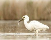 Great Egret catching fish in water — Stock Photo