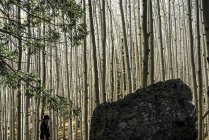 Donna che cammina da sola tra gli alti tronchi d'albero senza foglie in una foresta, Arizona, Stati Uniti d'America — Foto stock