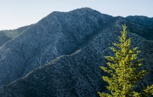 Robusta cara de montaña bajo un cielo azul con un árbol iluminado por la luz del sol en primer plano, Logan, Utah, Estados Unidos de América - foto de stock