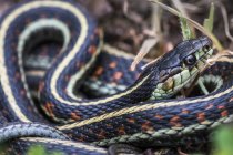 Муніципалітет Підв'язкова змія (Підв'язкова elegans) вбирає деяких сонячних променів в штаті Орегон; У готелі Astoria, Сполучені Штати Америки — стокове фото