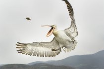 Dalmatian pelican catching fish in sky — Stock Photo