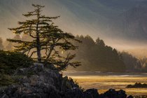 Alba sull'isola di Nootka con bassa marea nel Parco Provinciale di Nuchatlitz, Columbia Britannica, Canada — Foto stock