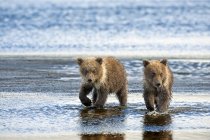 Simpatici orsi kodiak in habitat naturale — Foto stock