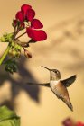 Nahaufnahme eines Kolibris im Flug neben einer Blume vor verschwommenem Hintergrund — Stockfoto