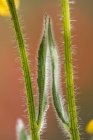 Los tallos de Susan de ojos negros crecen codo a codo en un jardín, luciendo igual que si fuera una imagen de espejo; Astoria, Oregon, Estados Unidos de América - foto de stock