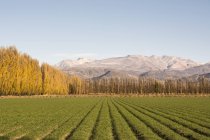 Champ vert bordé d'arbres automne-or mène à une chaîne de montagnes, Malargue, Mendoza, Argentine — Photo de stock