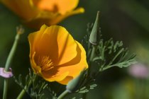 Калифорнийский мак (Eschscholzia californica), цветущий в саду; Астория, Орегон, США — стоковое фото