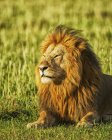 Majestoso leão peludo no habitat natural — Fotografia de Stock
