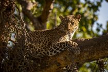 Primer plano de majestuoso leopardo en rama de árbol, Reserva Nacional Maasai Mara, Kenia - foto de stock