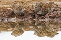 Três galinhas de Natal bebendo água na natureza — Fotografia de Stock