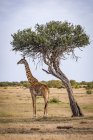 Mignon grande girafe dans la nature sauvage — Photo de stock