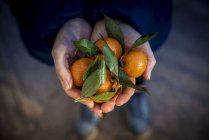 Hands holding mandarin oranges; Beijing, China — Stock Photo