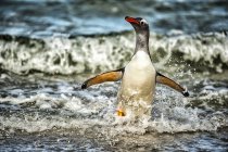 Lustiger Gentoo-Pinguin läuft aus dem Wasser — Stockfoto