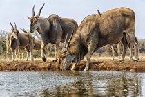 Eland (Taurotragus oryx) água potável; Mashatu, Botsuana — Fotografia de Stock