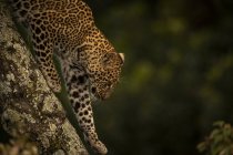 Крупный план величественного леопарда на ветке деревьев, Национальный заповедник Масаи Мара, Кения — стоковое фото