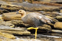 Upland Goose cammina sull'acqua nell'habitat naturale — Foto stock