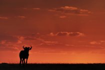 Ñus se silueta contra el cielo naranja brillante en el horizonte al atardecer, Reserva Nacional Maasai Mara, Kenia - foto de stock