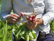 Mid section of woman harvesting radishes — Stock Photo