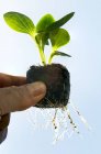 Close-up de dedos de um macho segurando uma planta de semeadura de abóbora com raízes crescendo de uma pelota de solo contra um céu azul; Calgary, Alberta, Canadá — Fotografia de Stock