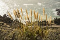 Живописный вид на шоссе Селло и Биг-Сур, пересеченную береговую линию и Тихий океан, Государственный парк Джулия Фефер Бернс, Калифорния, Соединенные Штаты Америки — стоковое фото