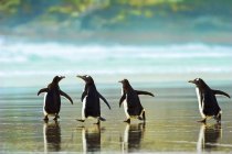 Pingüinos gentoo caminando en la orilla, enfoque selectivo - foto de stock