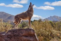 Howling Wolf (canis lupus); Tuscon, Arizona, Stati Uniti d'America — Foto stock