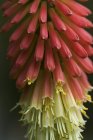 Red hot poker (Kniphofia) plant, a popular perennial in Oregon gardens; Astoria, Oregon, United States of America — Stock Photo